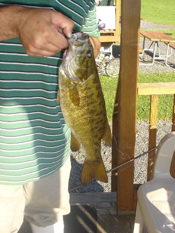 WallKill River Smallmouth Bass near Wurtsboro