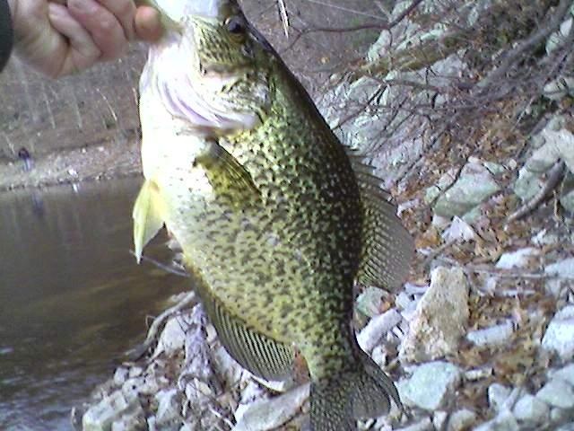 Manhattan Community Board 6 fishing photo 5