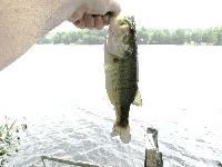 Holiday Lake - Montague, NJ Fishing Report