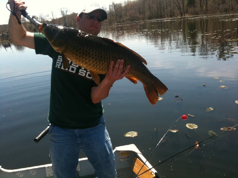 common carp