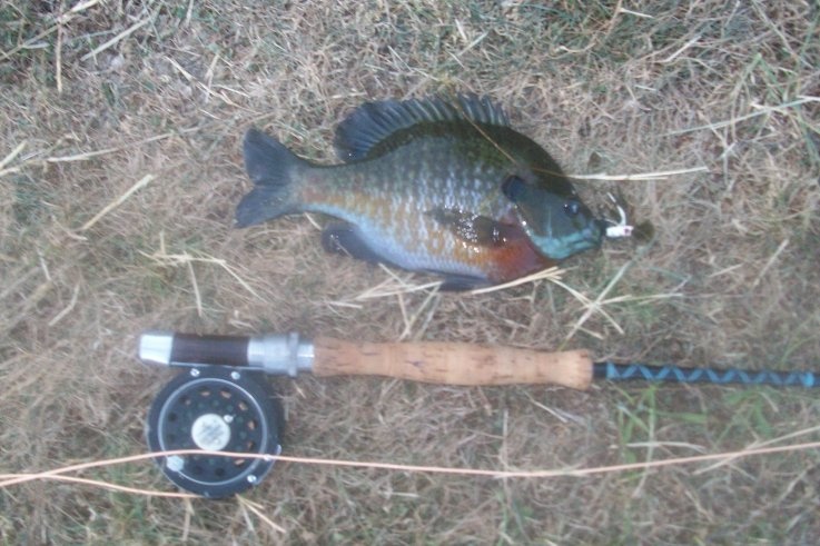 July Flyrod Gills