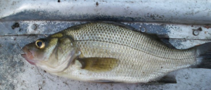 July 11&3/4" White Perch