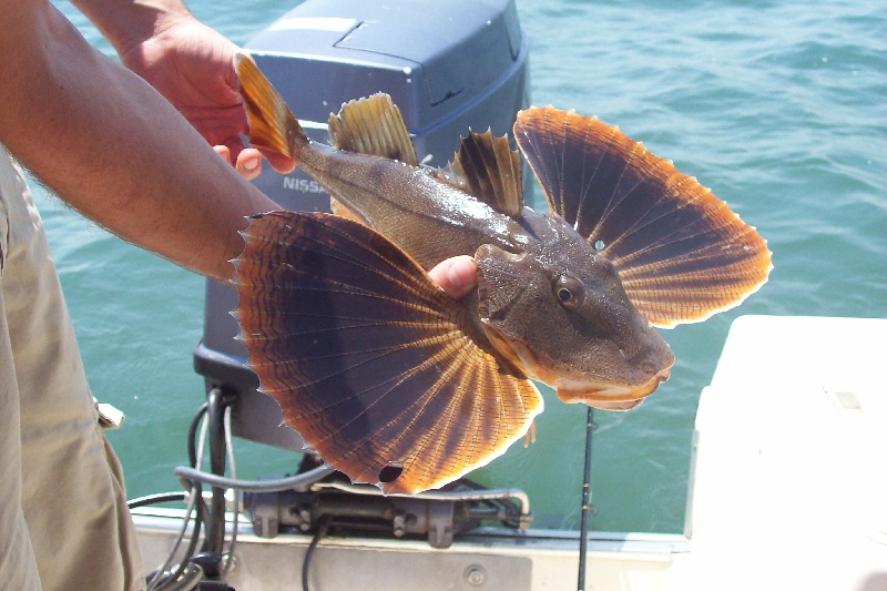 sea robin 