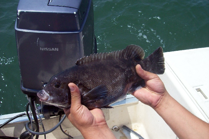 black fish 