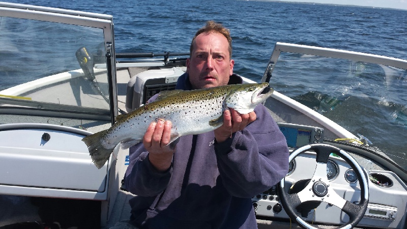 brownie near Cape Vincent