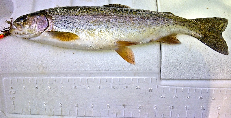 Rainbow Trout