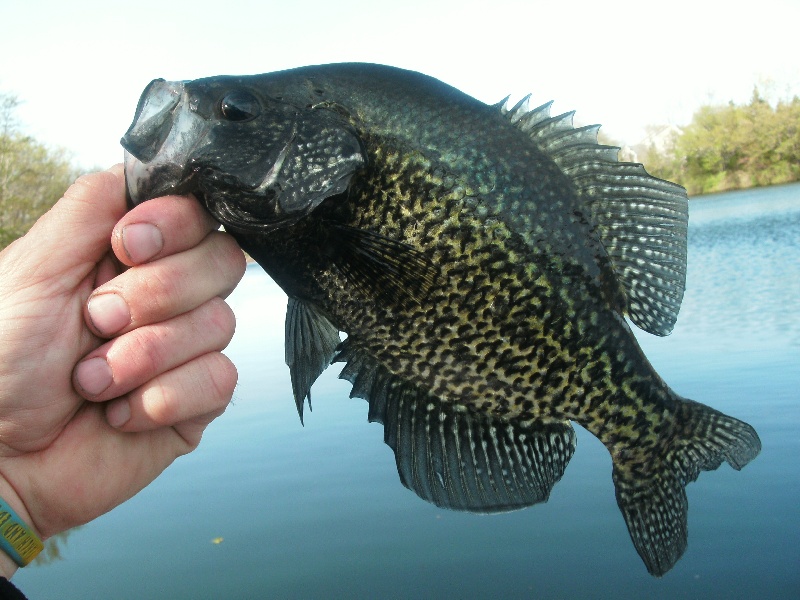 Dooley Crappie