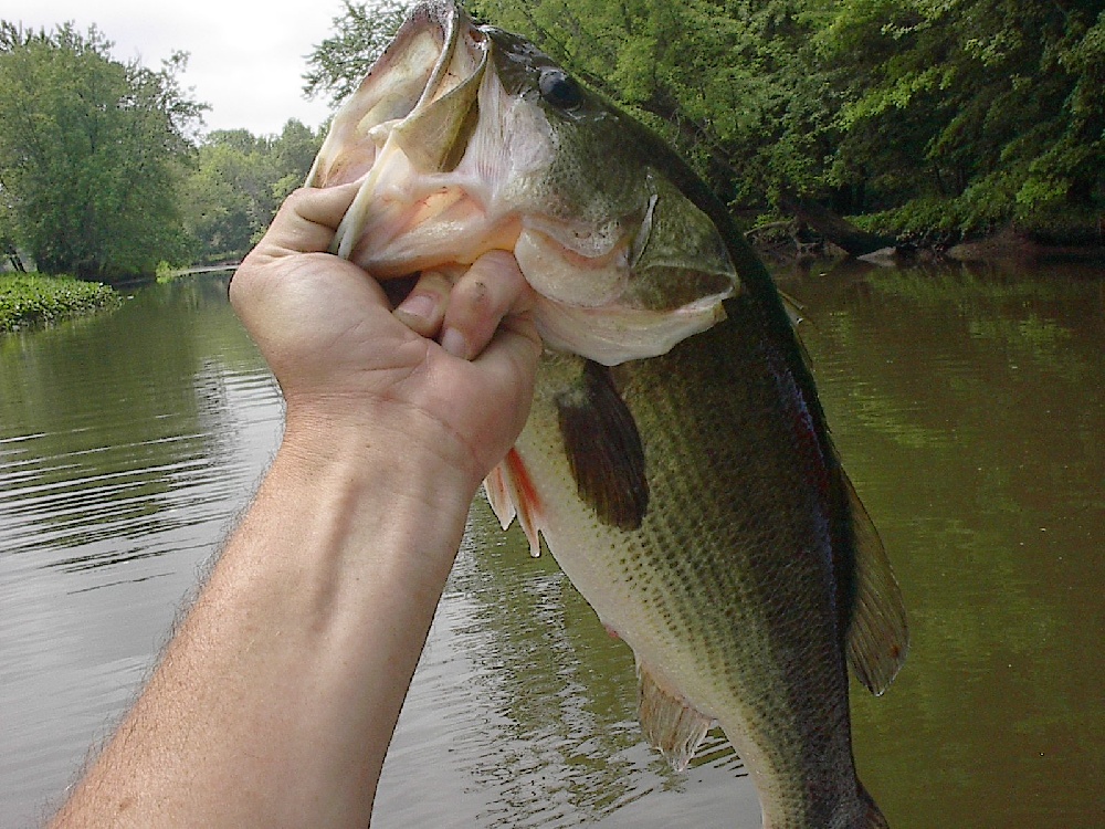 CT river bass1