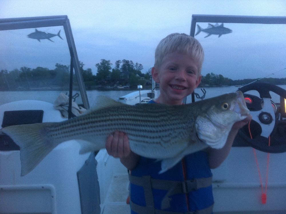 Lake Murray Striper