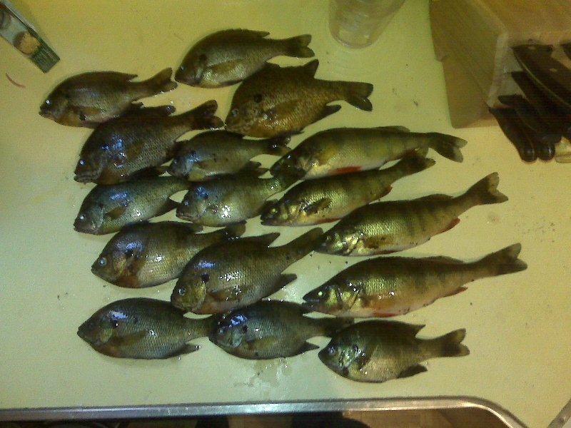 sunfish and yellow perch