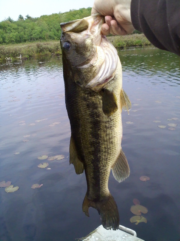 Ol' Gimpy Tail near Narrowsburg