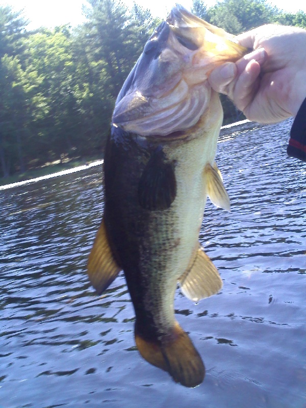 3 pounder also on the buzzbait.  near Jeffersonville