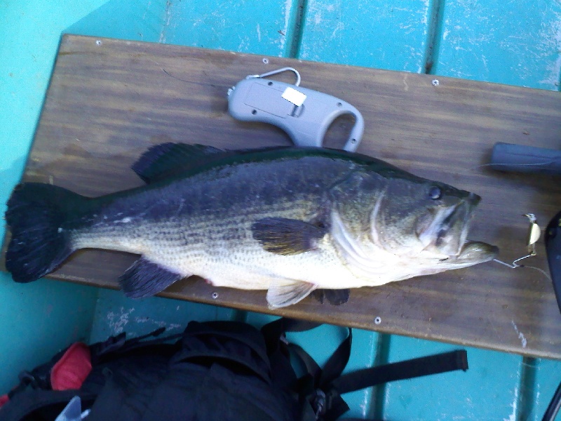 7 lb 5 oz! Personal best! near Jeffersonville