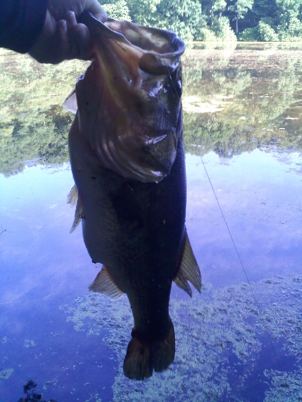 7lb 4oz Pig on the frog