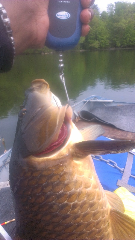 MY FIRST CARP