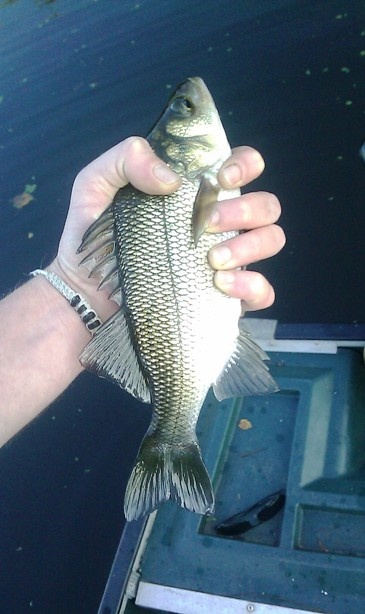 white perch