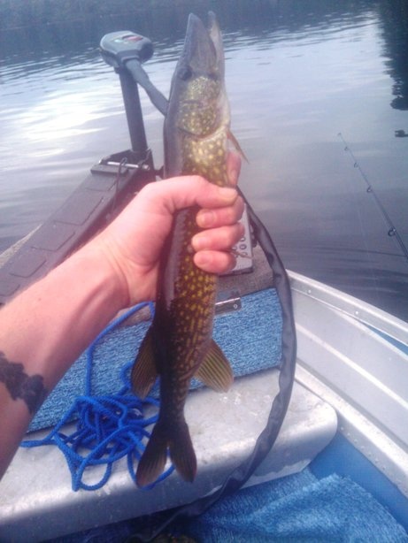 pickerel