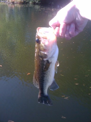 bass