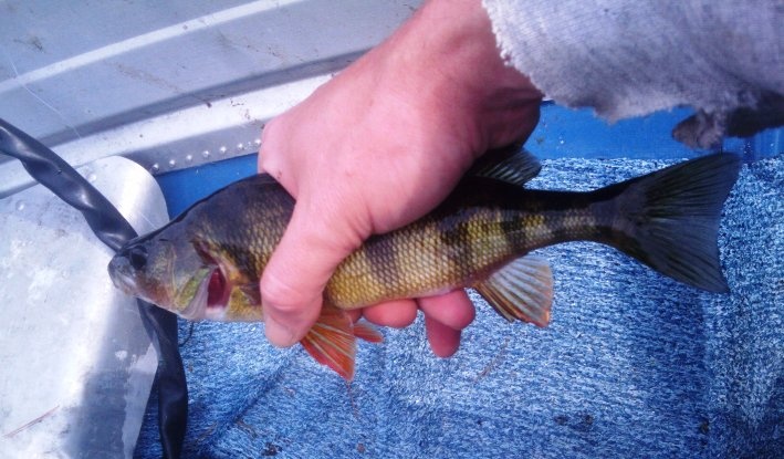 yellow perch