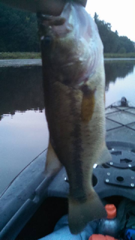 Small Bass