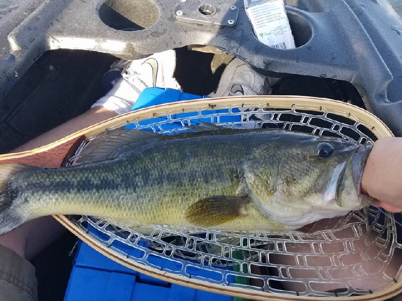 Largemouth