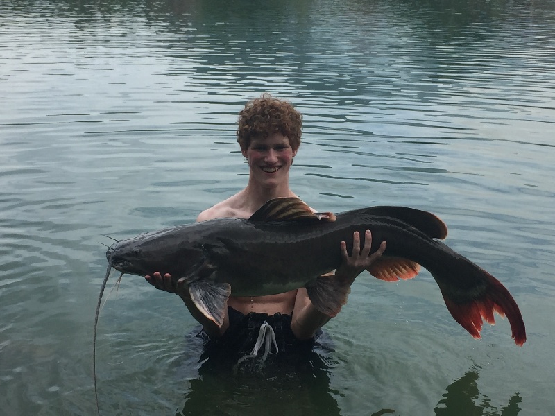 45lb Asian Redtail Catfish