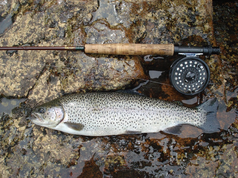Fred's Lunkers near Lake Placid