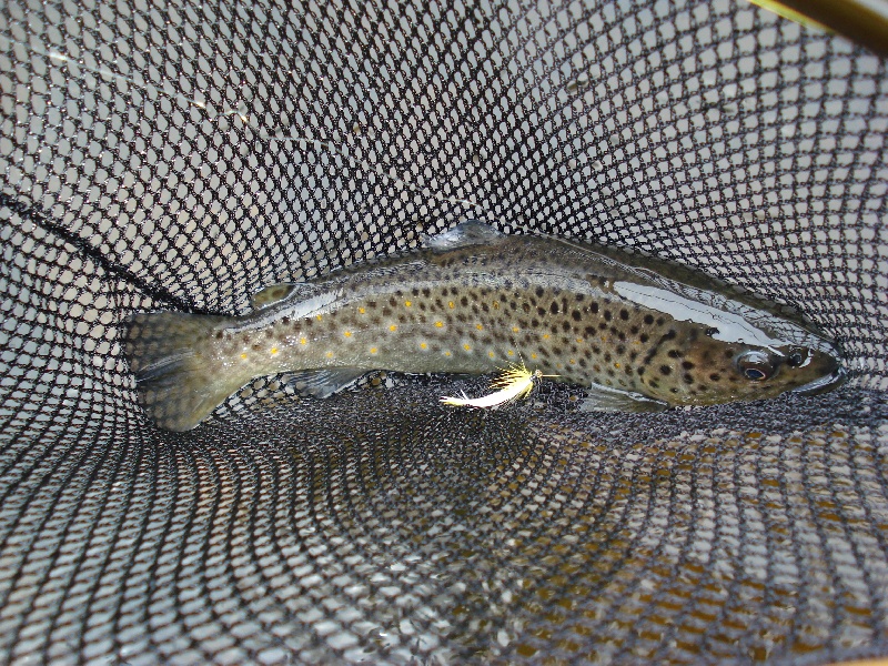 Small brown near Lake Placid