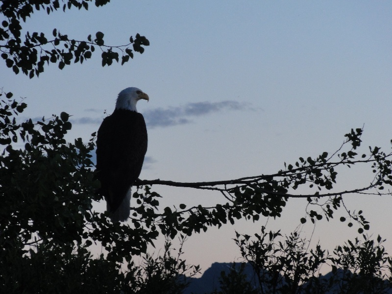 bald eagle in tree