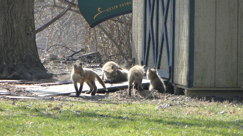 Fox cubs