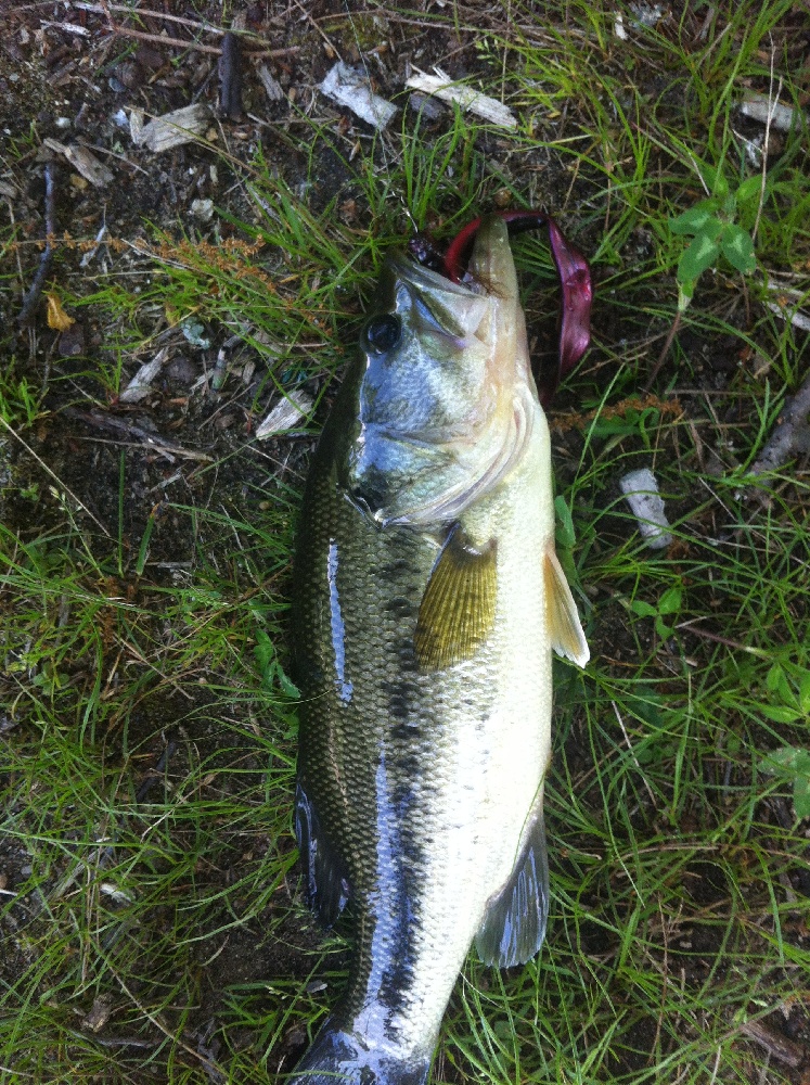 Largemouth near Fairview