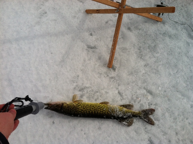 Pickerel near East Nassau