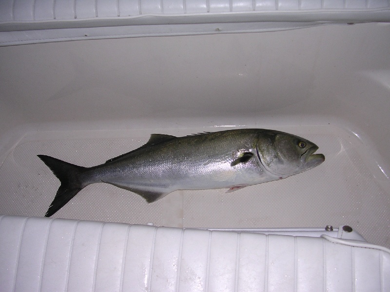 Bluefish at Duck Island near Laurel