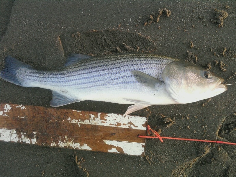 Fishing Stripers and Blues near Poquott