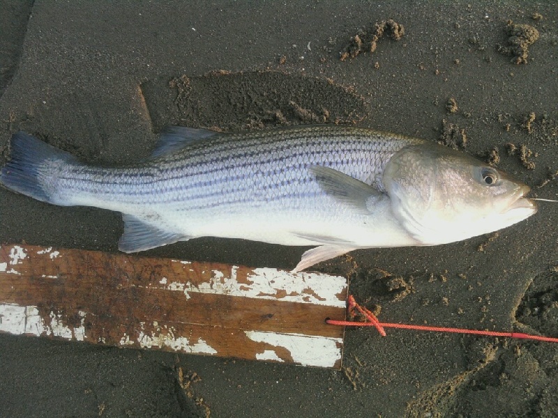 Fishing Stripers and Blues near Lake Grove