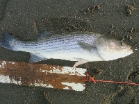 Fishing for blues an stripers Fishing Report
