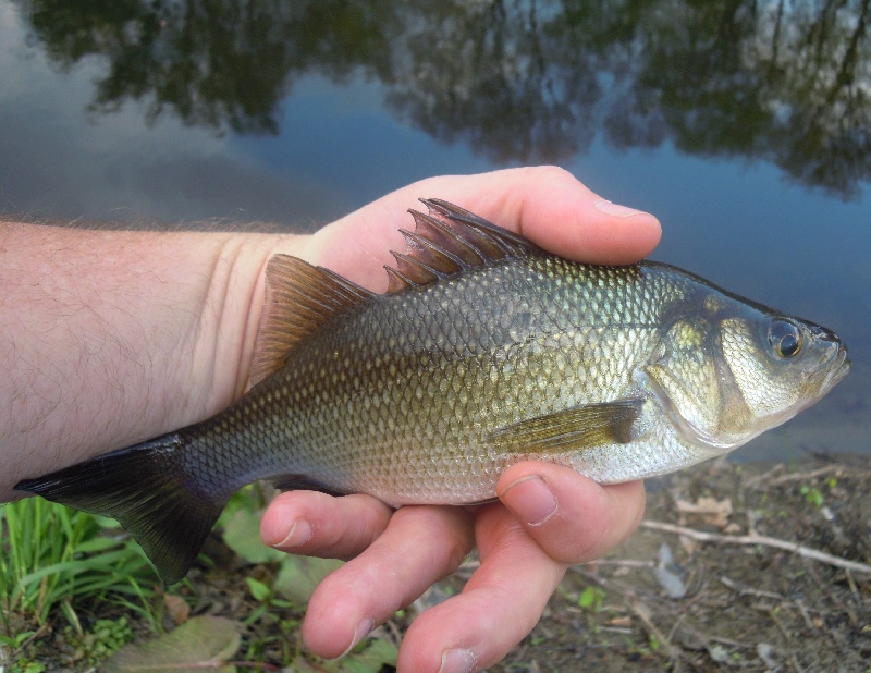 White Perch Fitchville Pond