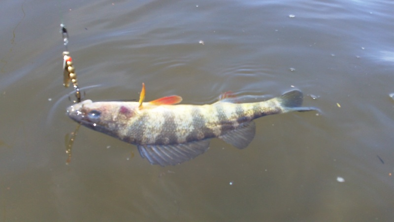 Yellow Perch