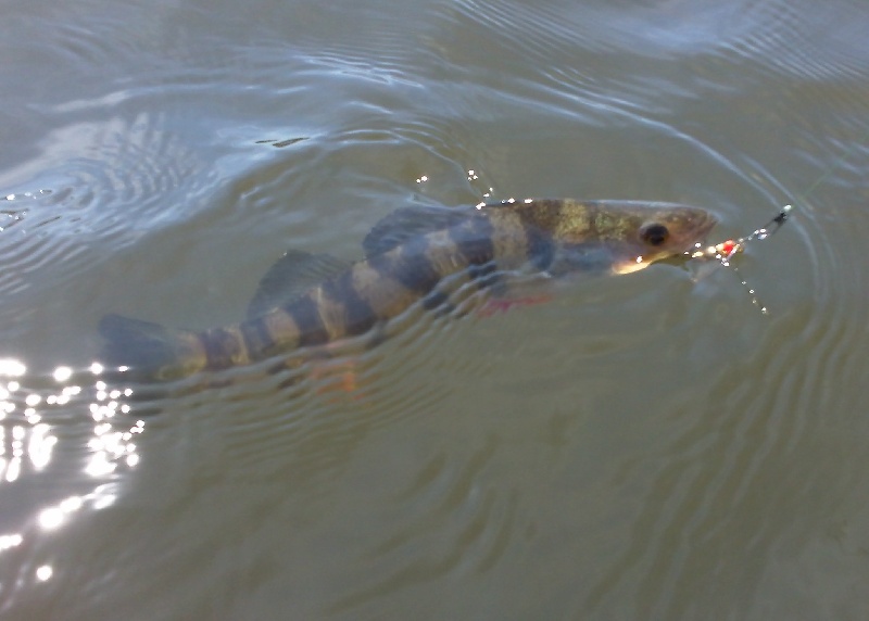 Yellow Perch