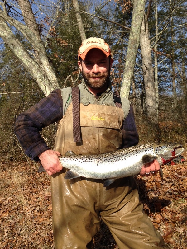 Female Atlantic salmon