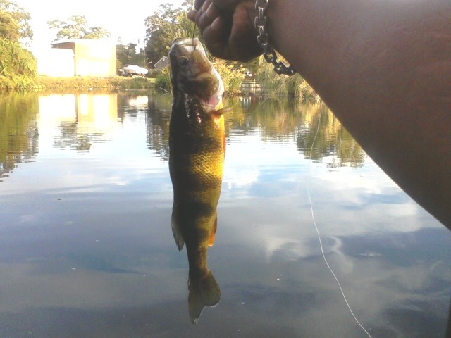 NICE YELLOW PERCH ON A SENKO