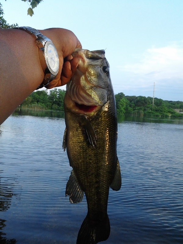 Massapequa resevoir bass 6/9/12