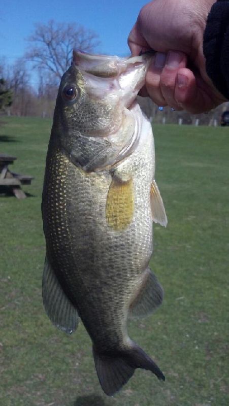 Largemouth near Schenectady