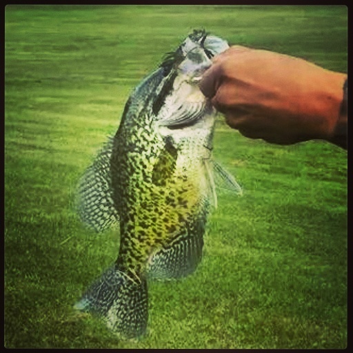 Black Crappie near Lime Lake-Machias