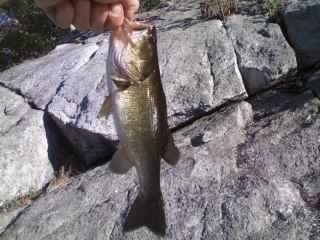 Bass at Pelton Pond near Cornwall-on-Hudson