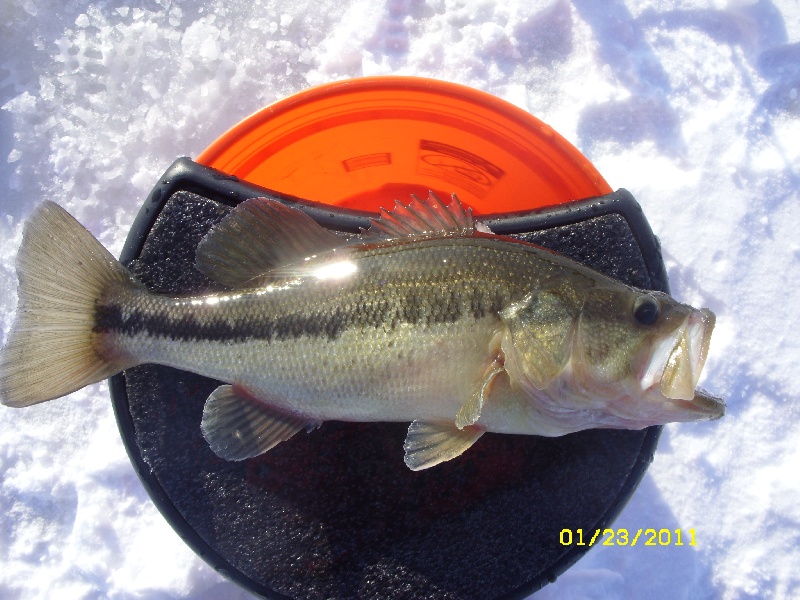 Largemouth Threw Ice