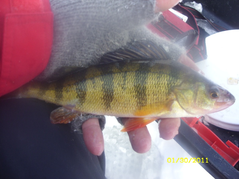 Muscoot Ice Fishing