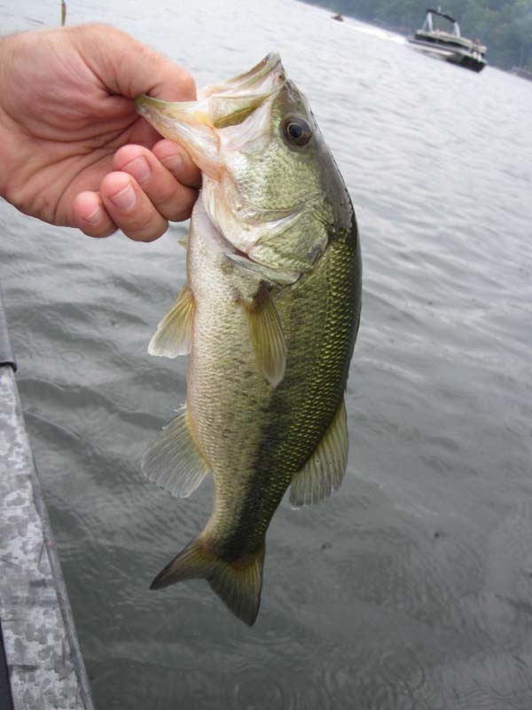 Lake George Village fishing photo 1